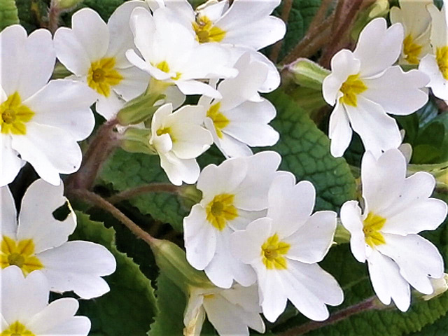 The primroses look so clean and fresh