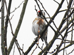 20180403 3343CPw [D~AUR] Stieglitz (Carduelis carduelis), Leybuchtsiel, Greetsiel