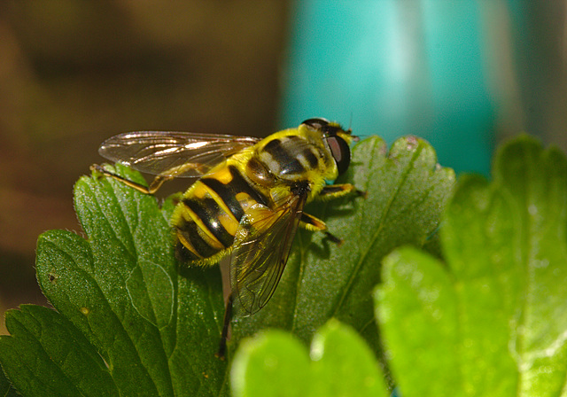 Hoverfly IMG_1542