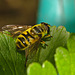 Hoverfly IMG_1542