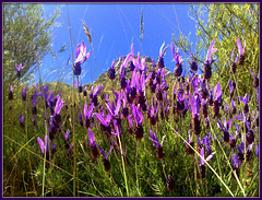 Spanish Lavender