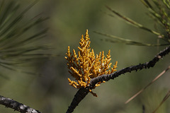 Western Dwarf Mistletoe