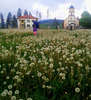 Dandelion fields forever