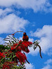 Rainbow lorikeet, South Australia