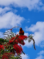 Rainbow lorikeet, South Australia