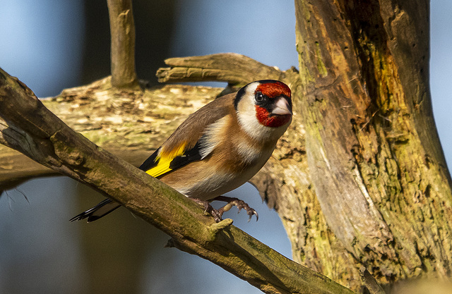 Goldfinch