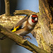 Goldfinch