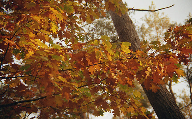 Herfst