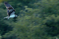 Balbuzard des roseaux