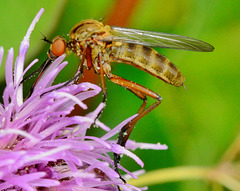 Things on Thistles 2