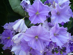 Flores lilas