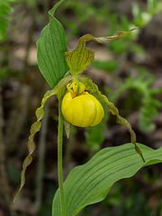 Cypripedium parviflorum var. pubescens (Large Yellow Lady's-slipper orchid)