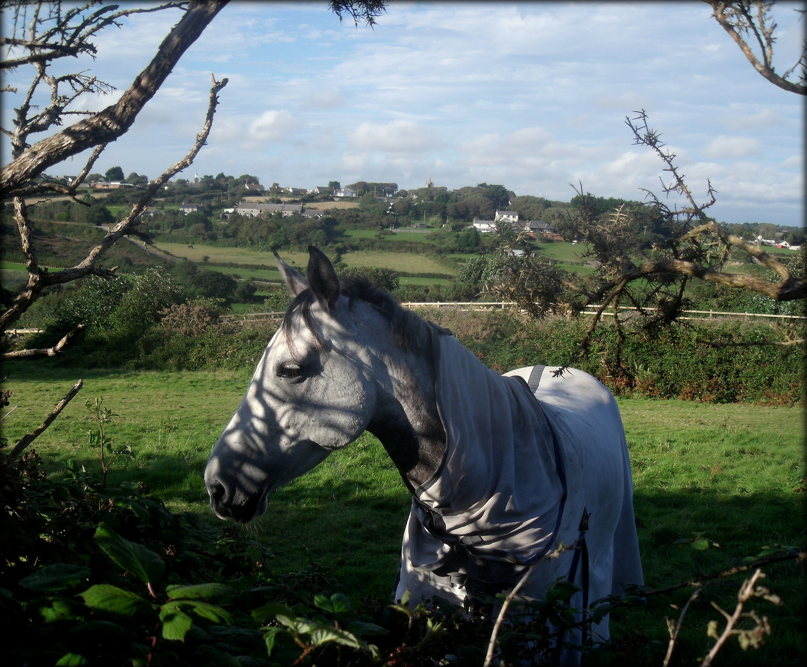 HFF, everyone! Happy horse browsing among the blackberry bushes - and there was much ripe fruit to be had!