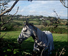 HFF, everyone! Happy horse browsing among the blackberry bushes - and there was much ripe fruit to be had!