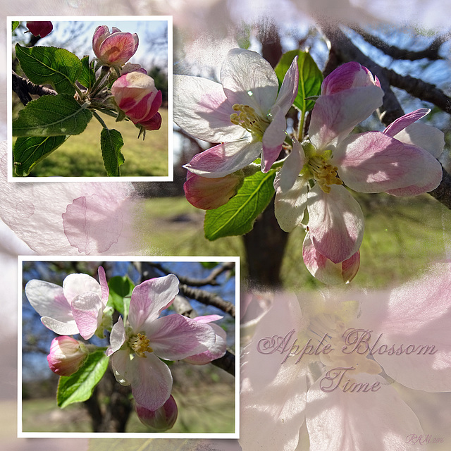 Apple Blossom Time