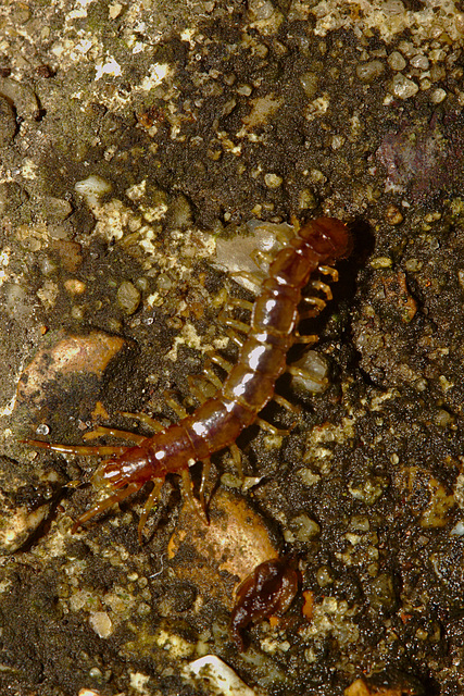 Centipede IMG_1454