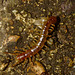Centipede IMG_1454