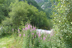 Agua, flores y verde por toda Noruega