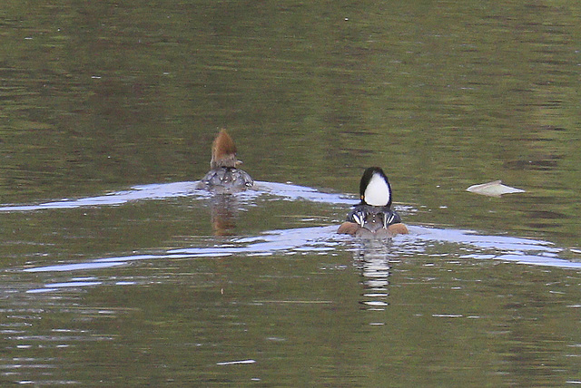 Hooded Merganser