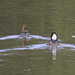 Hooded Merganser