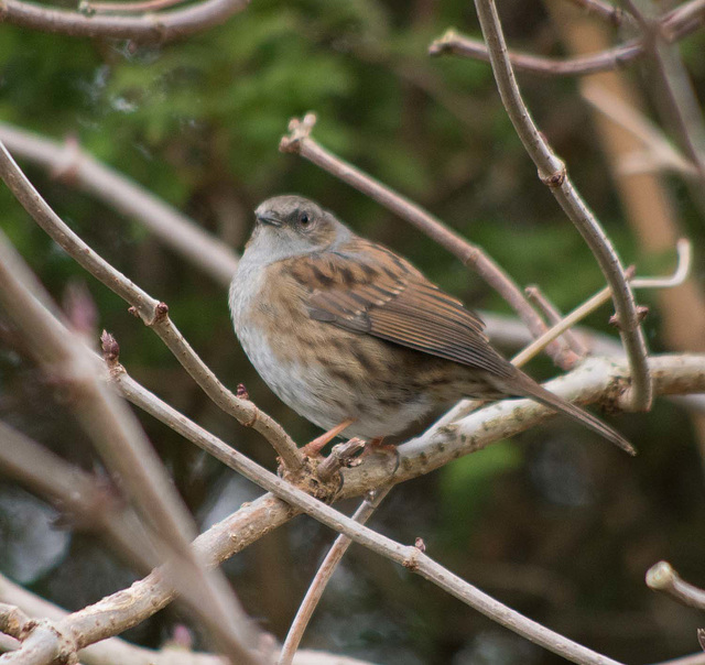 Dunnock