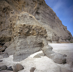 Banded Kraken Fossil