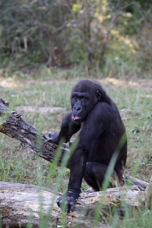 Gorillajunge (Wilhelma)