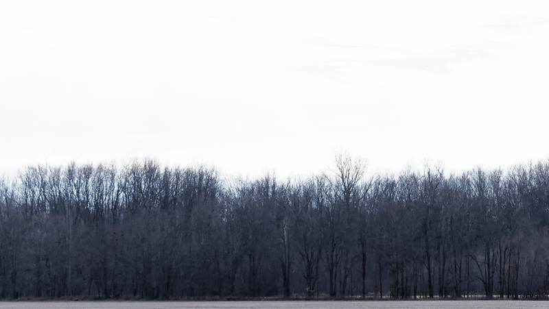 Sky and Trees