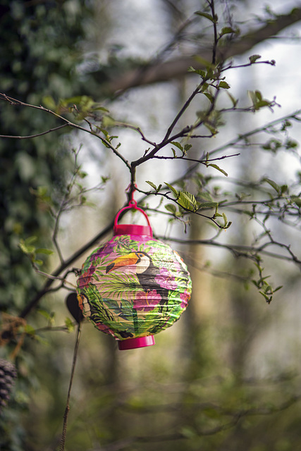 Chinese Lantern