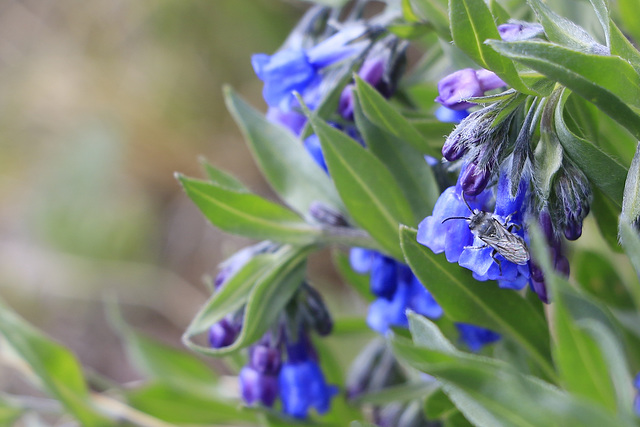 Fly and Fringed Bluebells