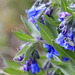 Fly and Fringed Bluebells