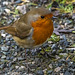 Robin