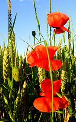 Red Stairs in the Heath