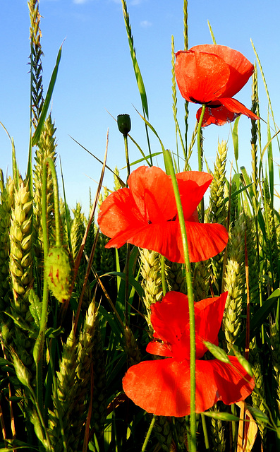 Red Stairs in the Heath