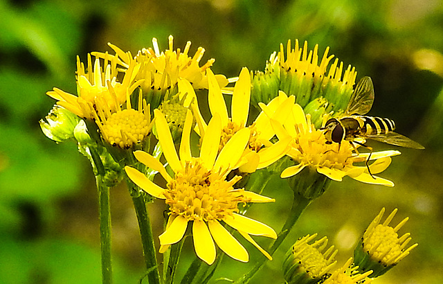 20230716 2089CPw [D~LIP] Jakobs-Greiskraut, Große Schwebfliege (Syrphus ribesii), Bad Salzuflen