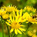 20230716 2089CPw [D~LIP] Jakobs-Greiskraut, Große Schwebfliege (Syrphus ribesii), Bad Salzuflen