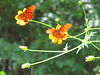 Gulf fritillaries on flowers