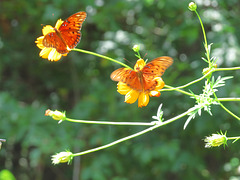 Gulf fritillaries on flowers