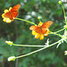 Gulf fritillaries on flowers