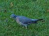 Pigeon au parc*************