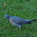 Pigeon au parc*************