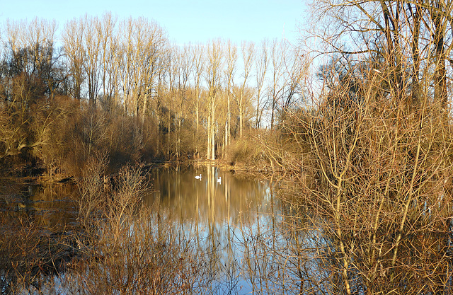 In den Rheinauen