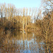 In den Rheinauen