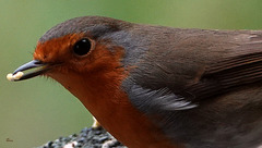 Rougegorge familier (Erithacus rubecula) - European Robin