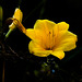 Naturaleza vegetal + (2notas)