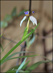 Neomarica gracilis