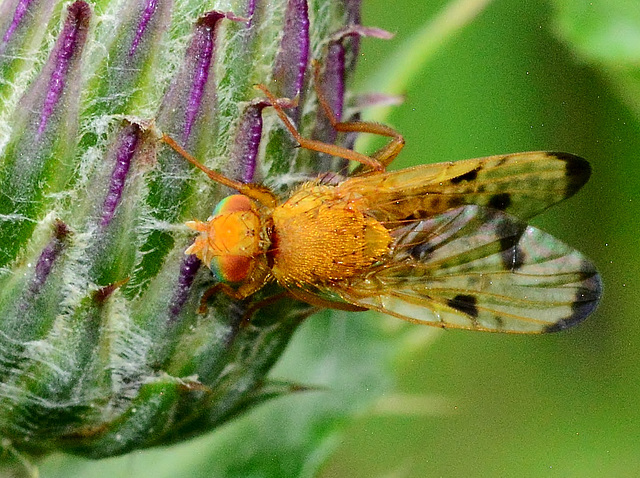 Things on Thistles 1