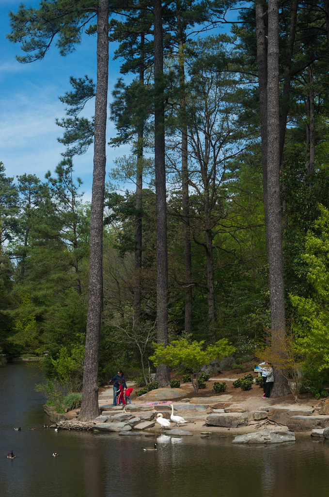 The Pond