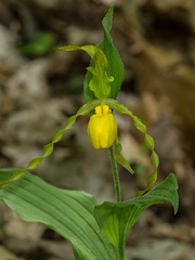 Cypripedium parviflorum var pubescens 10