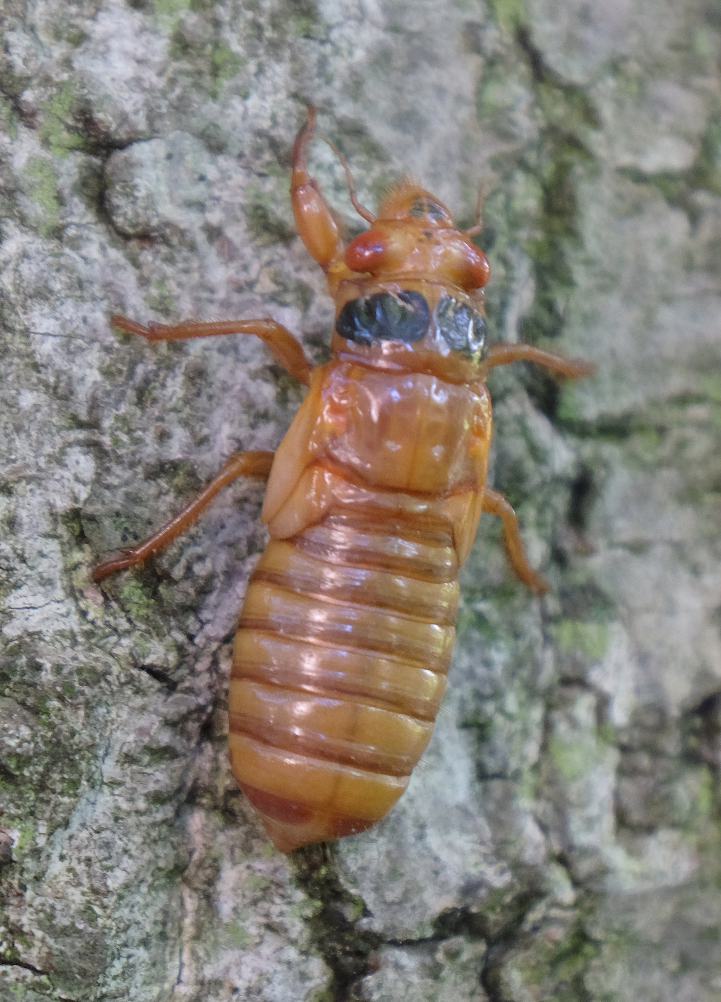 They then climb the trunk of the nearest tree